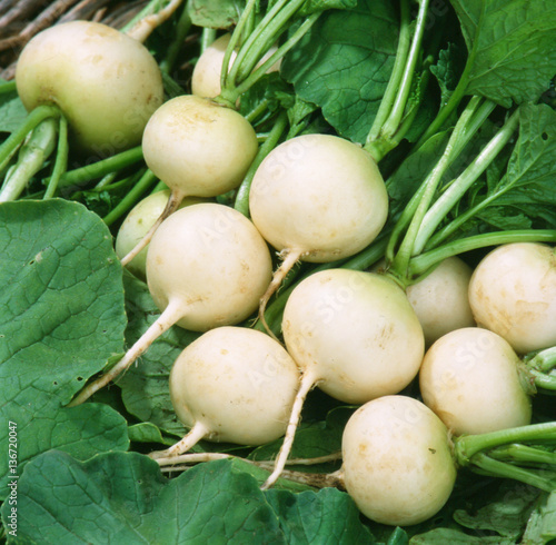 White ripe radishes with leaves