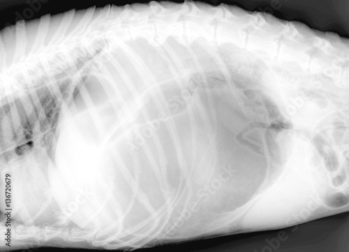 Radiographie d'un chien : dilatation torsion de l'estomac