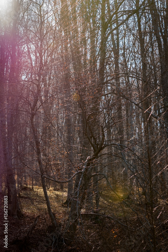 Sunlight illuminates the woods in spring