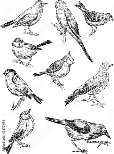 sketches of the wild birds