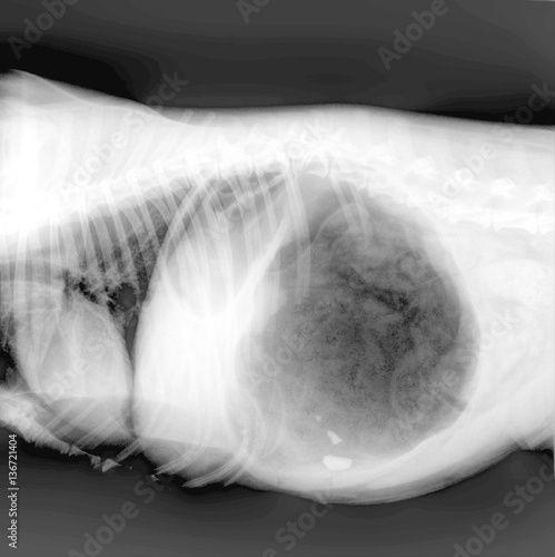 Radiographie d'un chien ayant mangé des os, dilatation torsion de l'estomac photo