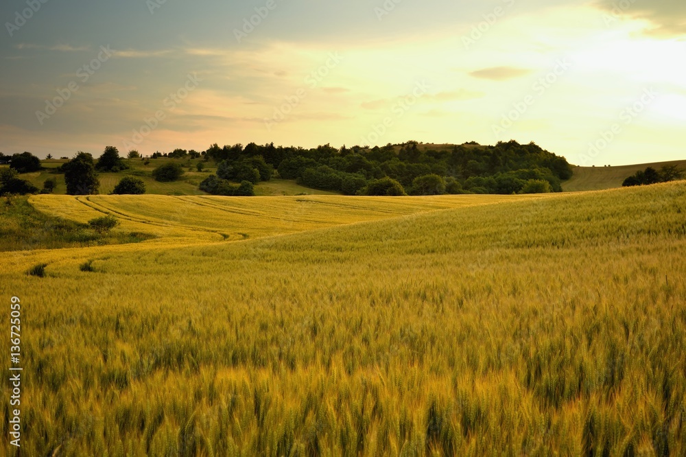 Summer meadows and fields landscape in Slovakia. Cornfield, gold grass and blue sky panorama.
