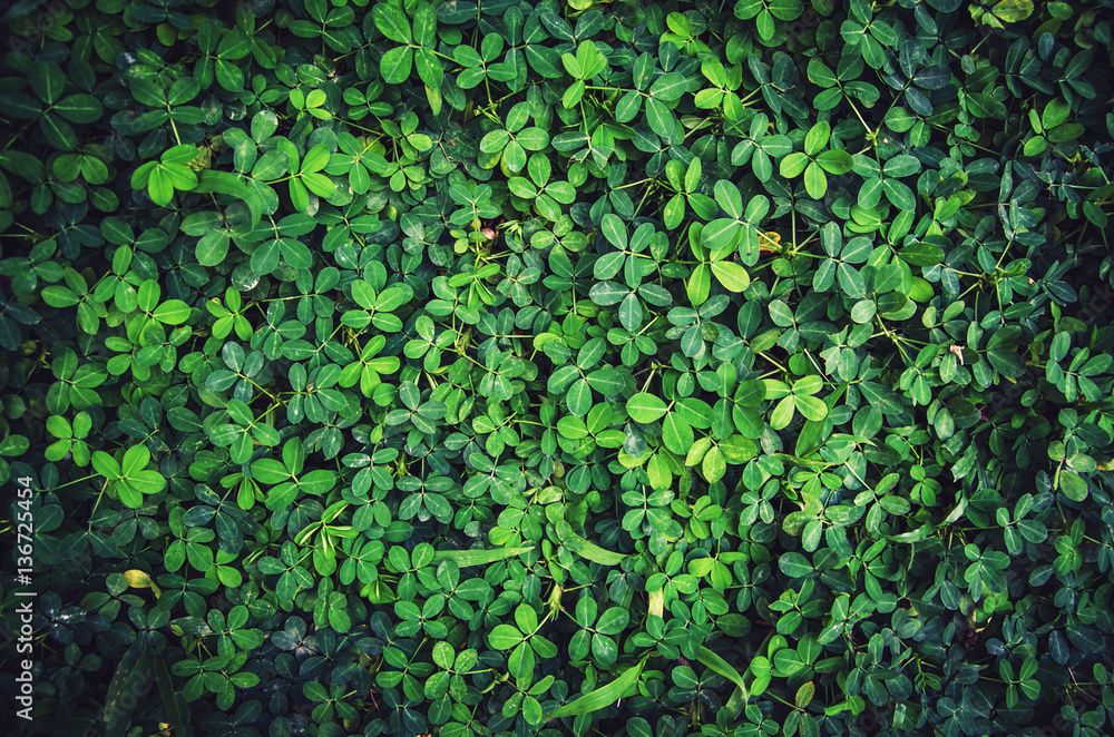 Green leaf texture or Leaf texture background Green leaf texture or Leaf texture background