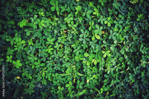 Green leaf texture or Leaf texture background