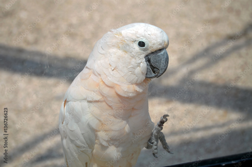 Obraz premium Parrot cockatoo at the zoo