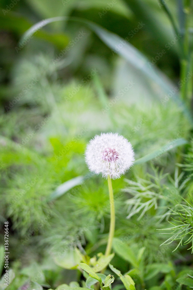 Blooming dandelion in bright green grass spring background. Gree Blooming dandelion in bright green grass spring background. Gree