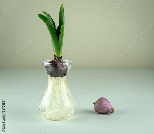 Young Hyacinth bulb in glass vase on the table. Workspace, Planting spring flowers. Gardening decoration