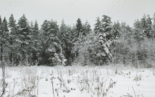 winter hoar forest with snow field and grey weather landscape background © Pavel