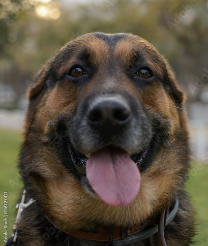 Shepherd Portrait close-up on a background of trees