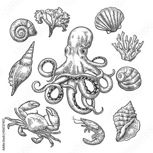 Set sea shell, coral, crab, shrimp and octopus.