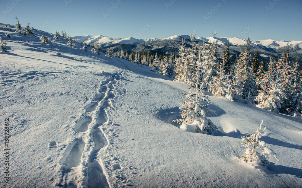 Fantastic winter landscape and trodden trails that lead into the