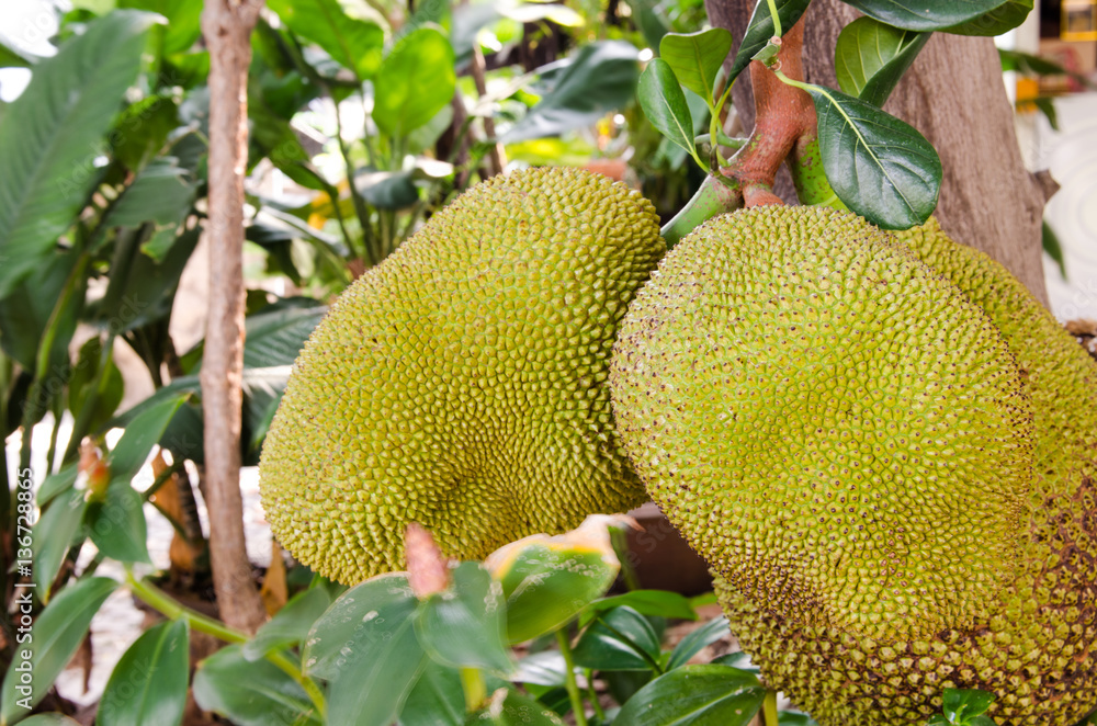 Jackfruit in Thailand. Jackfruit in Thailand.
