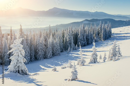 magical winter snow covered tree. Carpathian Ukraine Europe