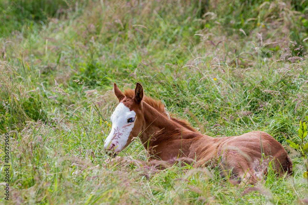 Fototapeta premium an reclining foal