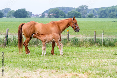 mother horse whit baby