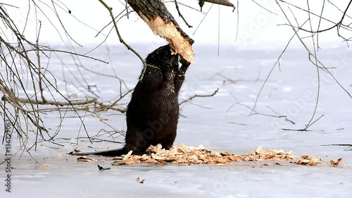 european beaver in winter time
