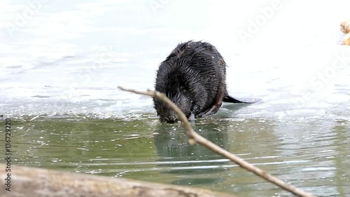 european beaver in winter time,wildlife ,Otrokovice,Czech