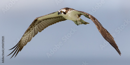 Osprey Flyover