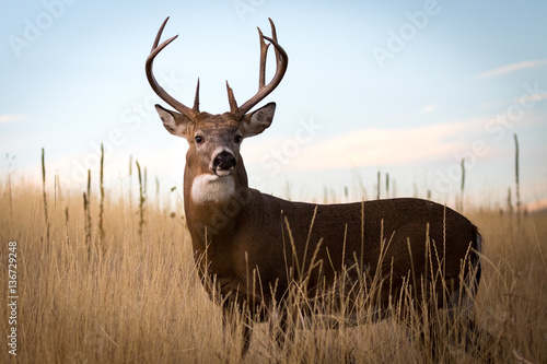 Whitetail Buck Portrait photo