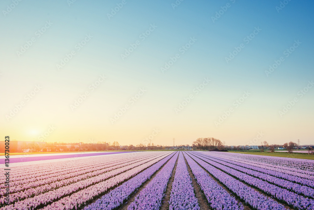 Sunset over fields of daffodils