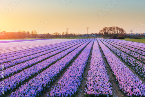 Sunset over fields of daffodils