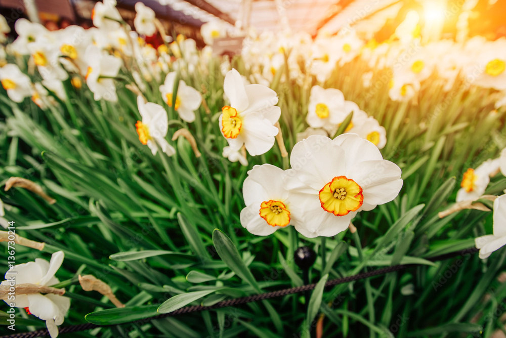 Obraz premium Yellow Daffodils in the gardens of Holland
