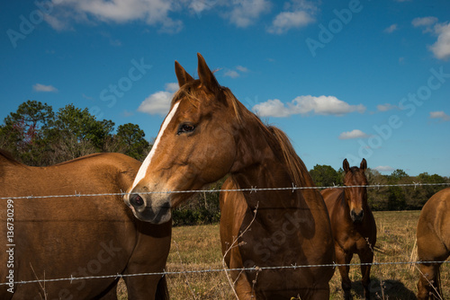 Horse on fence  
