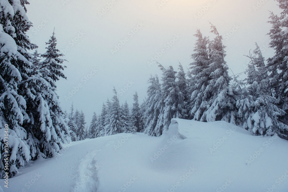 Fantastic winter landscape and trodden trails that lead into the Fantastic winter landscape and trodden trails that lead into the