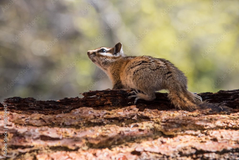 Fototapeta premium Chipmunk, Side View