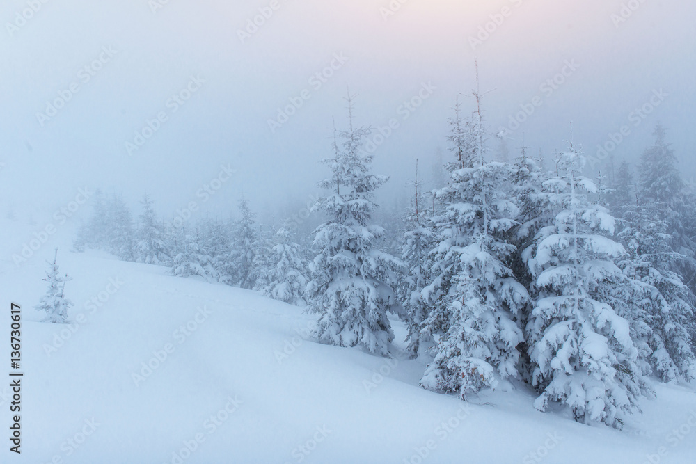 Naklejka premium fog in winter mountains. Fantastic sunset.