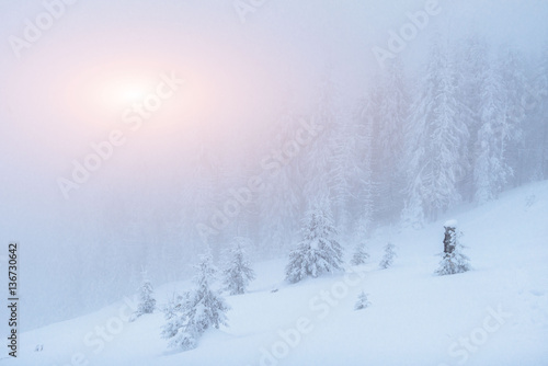 Wallpaper Mural fog in winter mountains. Fantastic sunset. Torontodigital.ca