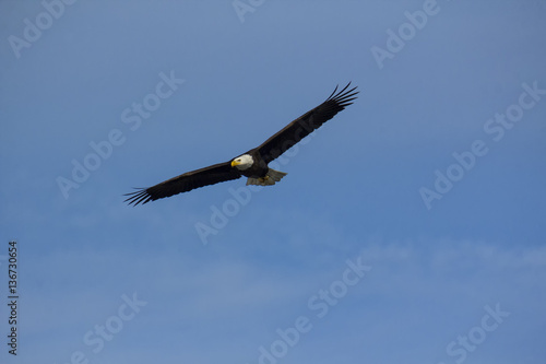 Adult bald eagle flying overhead