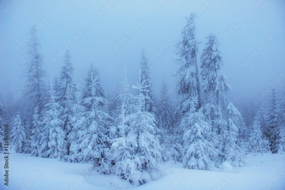 Fototapeta premium winter landscape trees in frost and fog