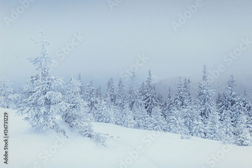 winter landscape trees in frost and fog © standret