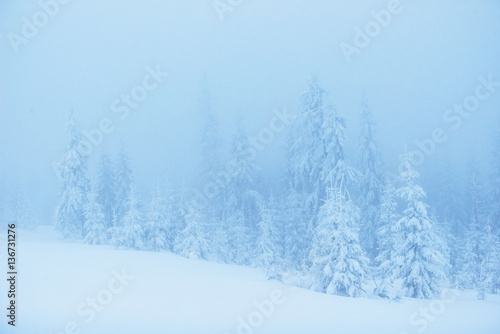 winter landscape trees in frost and fog © standret