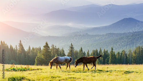 Horses on the meadow in the mountains © standret