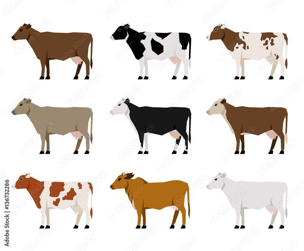 Milk Cows flat icons. Most Popular Cattle.