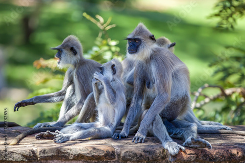 Fotografia In der Pilgerstätte der alten Königstadt Anuradhapura auf der tropischen Insel S
