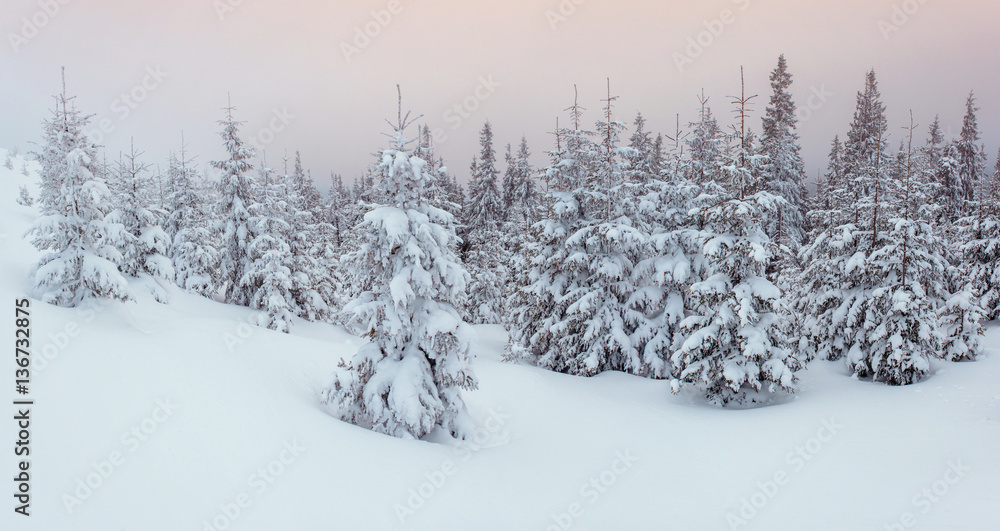 winter landscape trees in frost and fog. winter landscape trees in frost and fog.