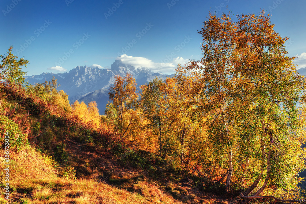 Autumn landscape and snowy mountain peaks. Autumn landscape and snowy mountain peaks.