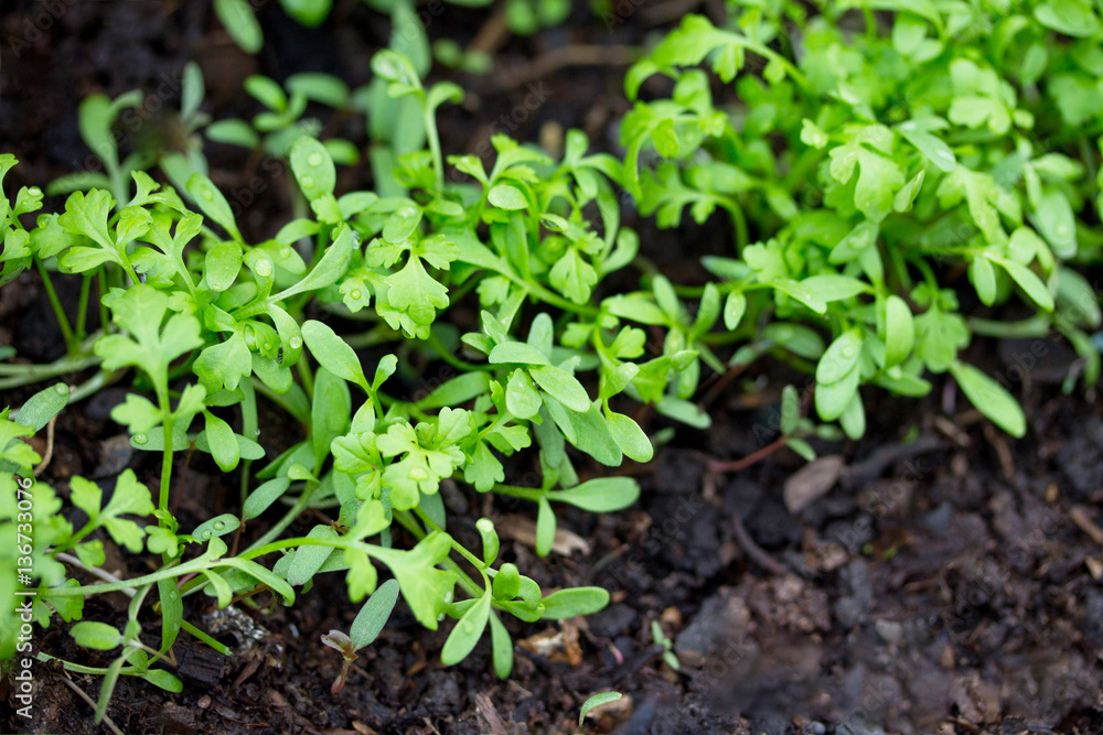 Young fresh seedling in the greenhouse to the open air. Lettuce Young fresh seedling in the greenhouse to the open air. Lettuce