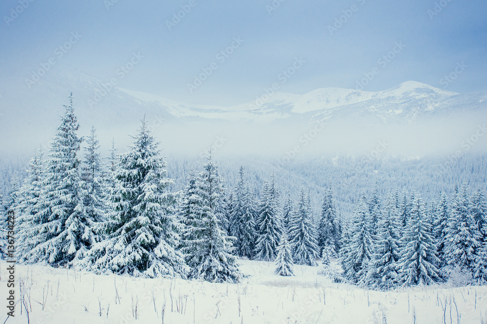 Fototapeta premium Winter landscape glowing by sunlight.