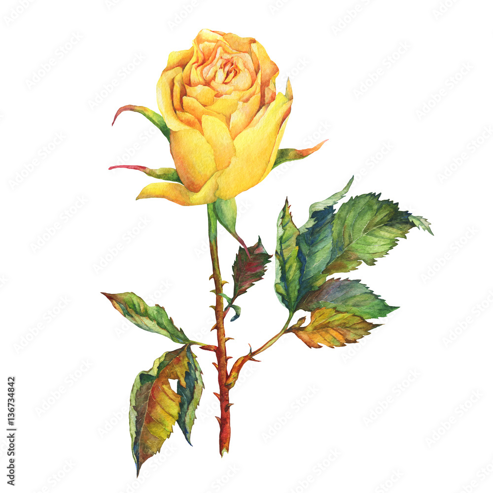 Obraz premium A single of beautiful golden yellow rose with green leaves. Hand drawn watercolor painting on white background.