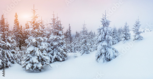 Winter landscape glowing by sunlight. Dramatic wintry scene. © standret