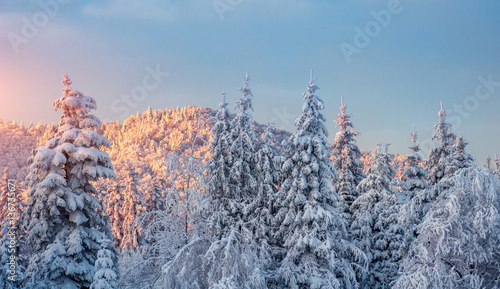 Winter landscape glowing by sunlight. Carpathian, Ukraine, Europe.