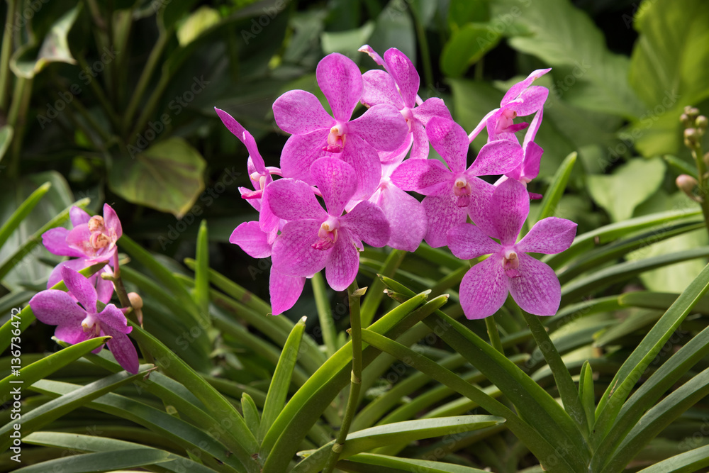 Bright Pink Orchid Bright Pink Orchid