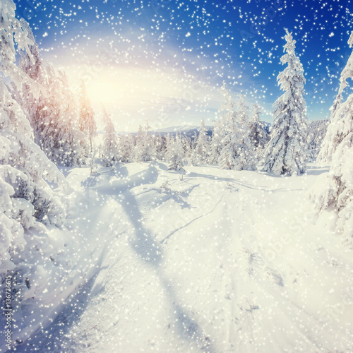 winter landscape trees snowbound, bokeh background with snowflak © standret