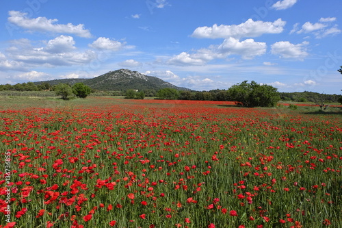 Champe de coquelicots en Provence.