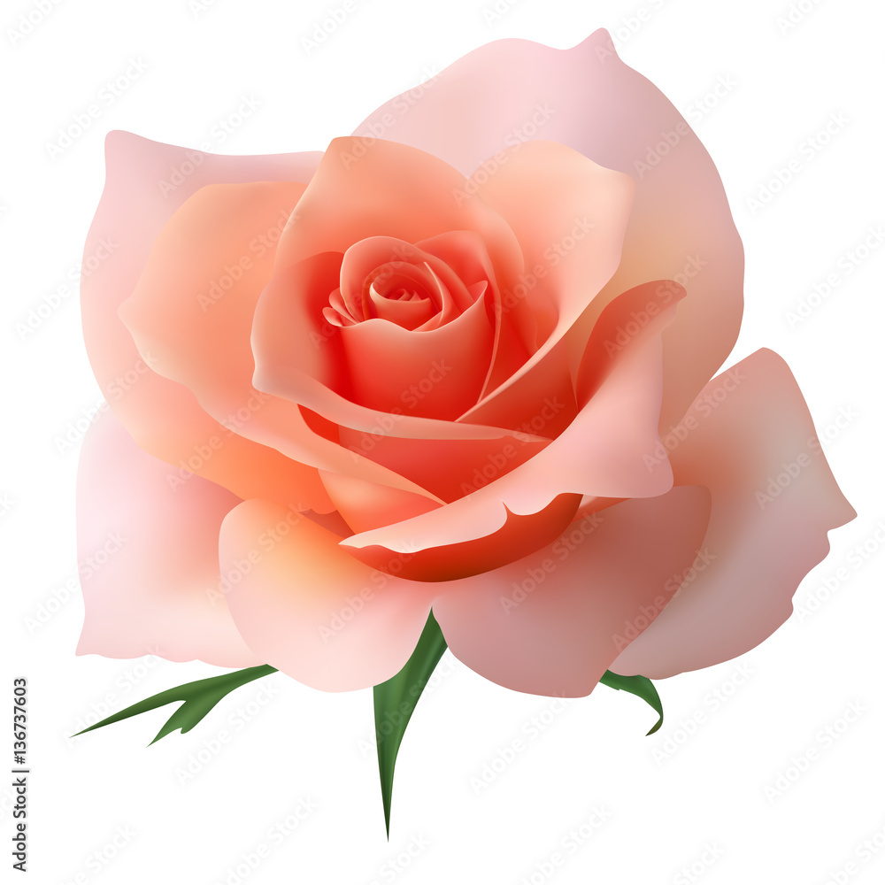 Роза бутон доставка цветов на алексеевской