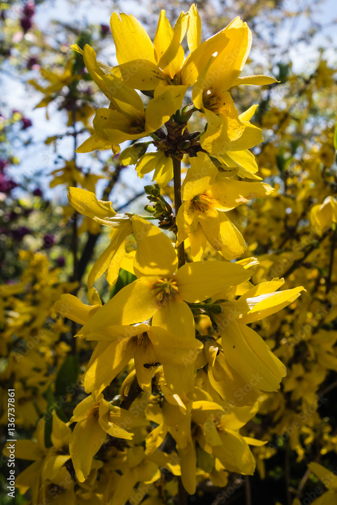 Forsythie Forsythie